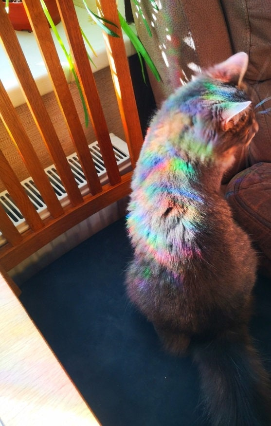 10 Cats Suncatcher Set - Rainbow Light Window Decals for Cat Lovers & Nursery Decor 1